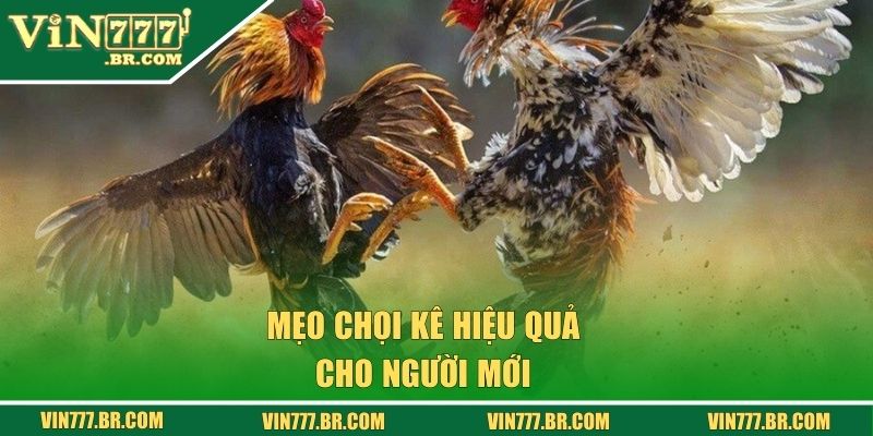 Đá Gà Vin777 - Cá Cược Bạc Tỷ Qua Từng Trận Chọi Kê 3 Mẹo chọi kê hiệu quả cho người mới