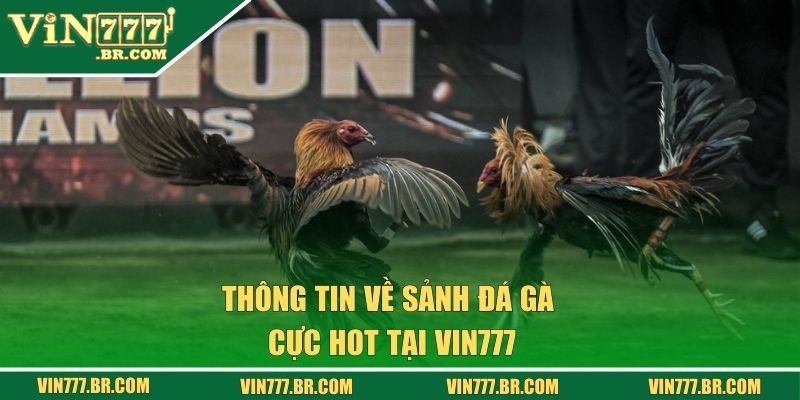 Đá Gà Vin777 - Cá Cược Bạc Tỷ Qua Từng Trận Chọi Kê 1 Thông tin về sảnh đá gà cực hot tại Vin777